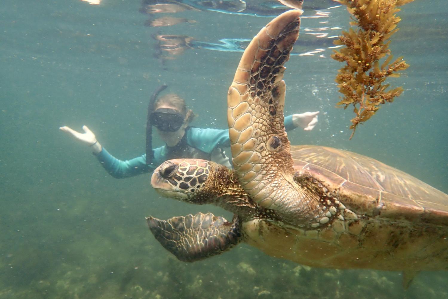 一名<a href='http://ou3.hwanfei.com'>bv伟德ios下载</a>学生在Galápagos群岛游学途中与一只巨龟游泳.